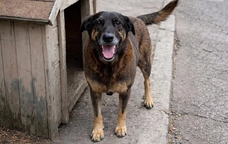 em-seis-anos-justica-reconheceu-maus-tratos-contra-animais-em-apenas-metade-das-decisoes-judiciais-no-pais
