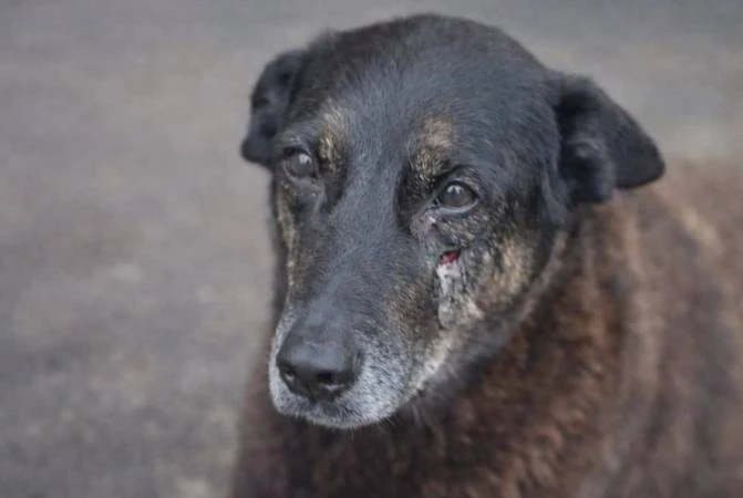 negligencia-e-violencia-fisica-sao-os-principais-crimes-denunciados-contra-animais-no-pais